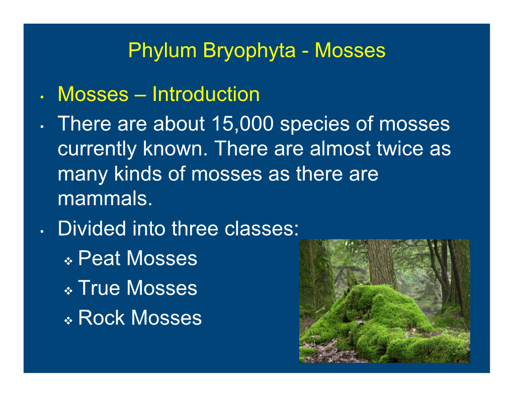 Phylum Bryophyta - Mosses