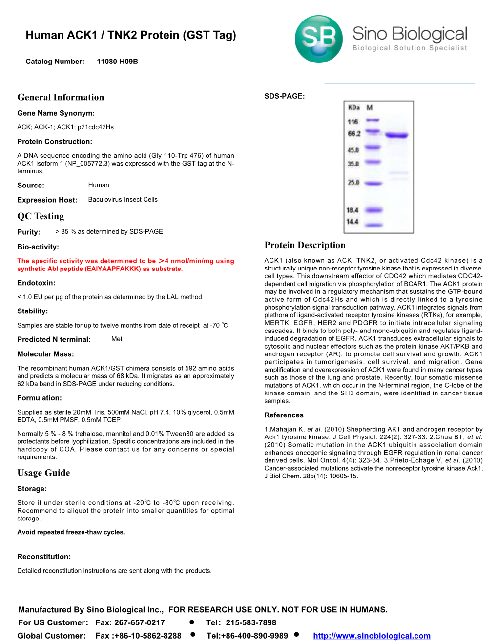 Human ACK1 / TNK2 Protein (GST Tag)