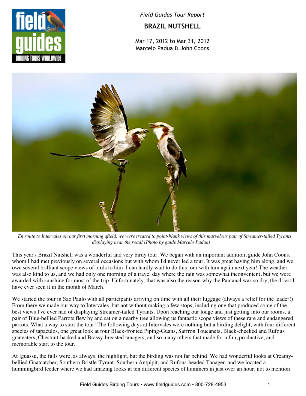 Field Guides Birding Tours Brazil Nutshell