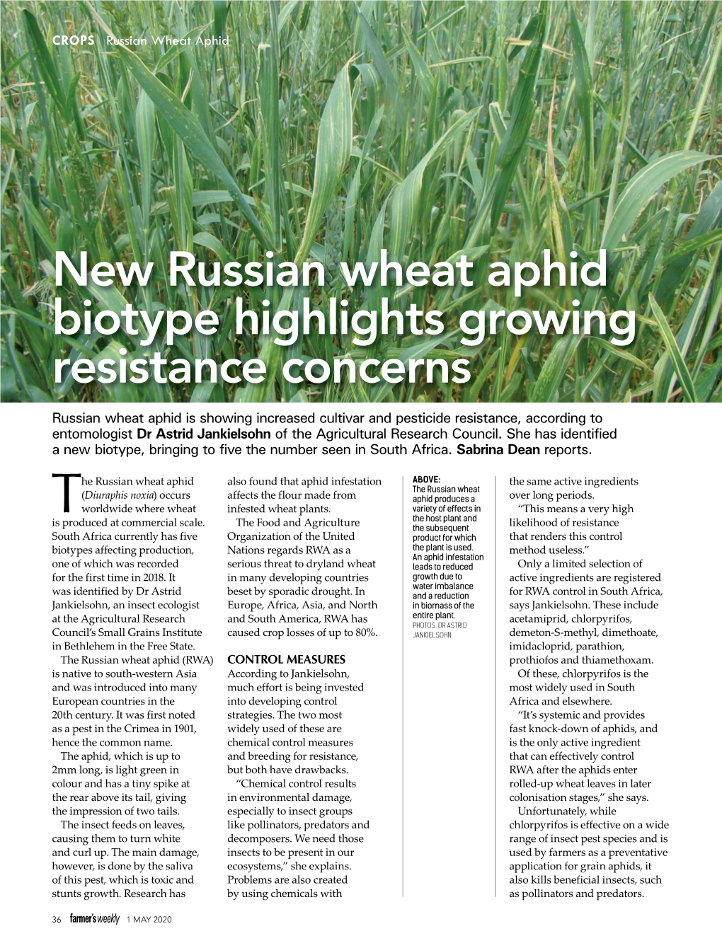 New Russian Wheat Aphid Biotype Highlights Growing Resistance Concerns