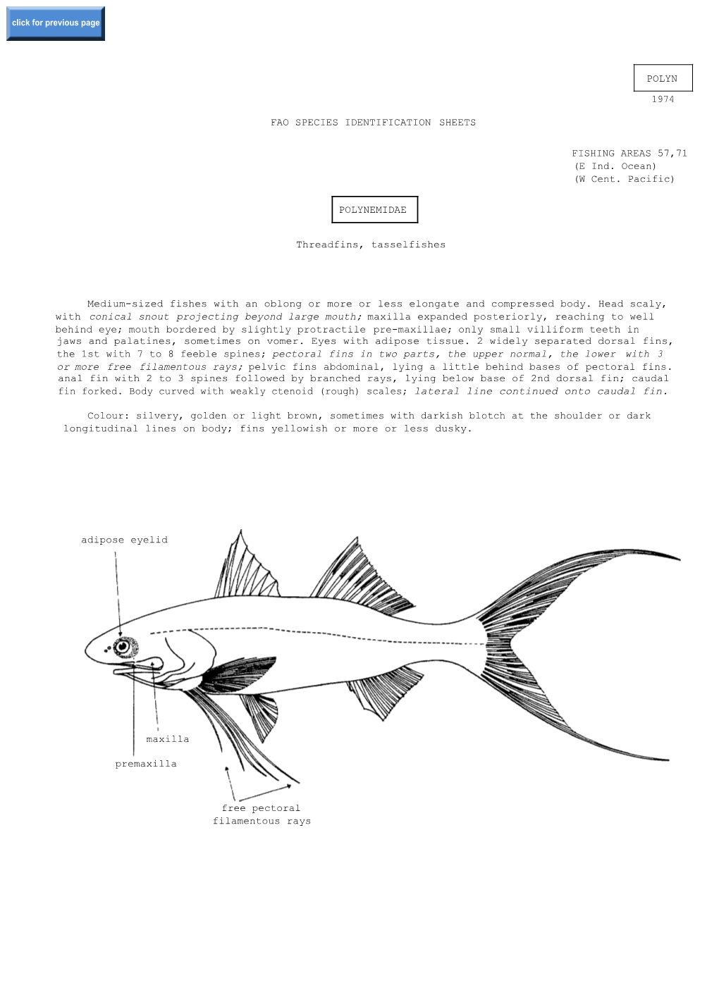Fao Species Identification Sheets Polynemidae