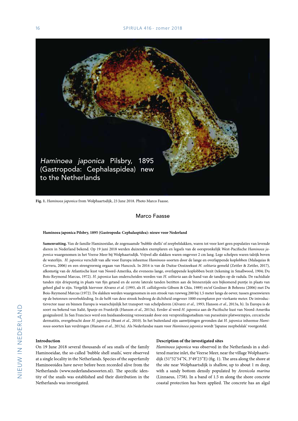 Haminoea Japonica Pilsbry, 1895 (Gastropoda: Cephalaspidea) New to the Netherlands