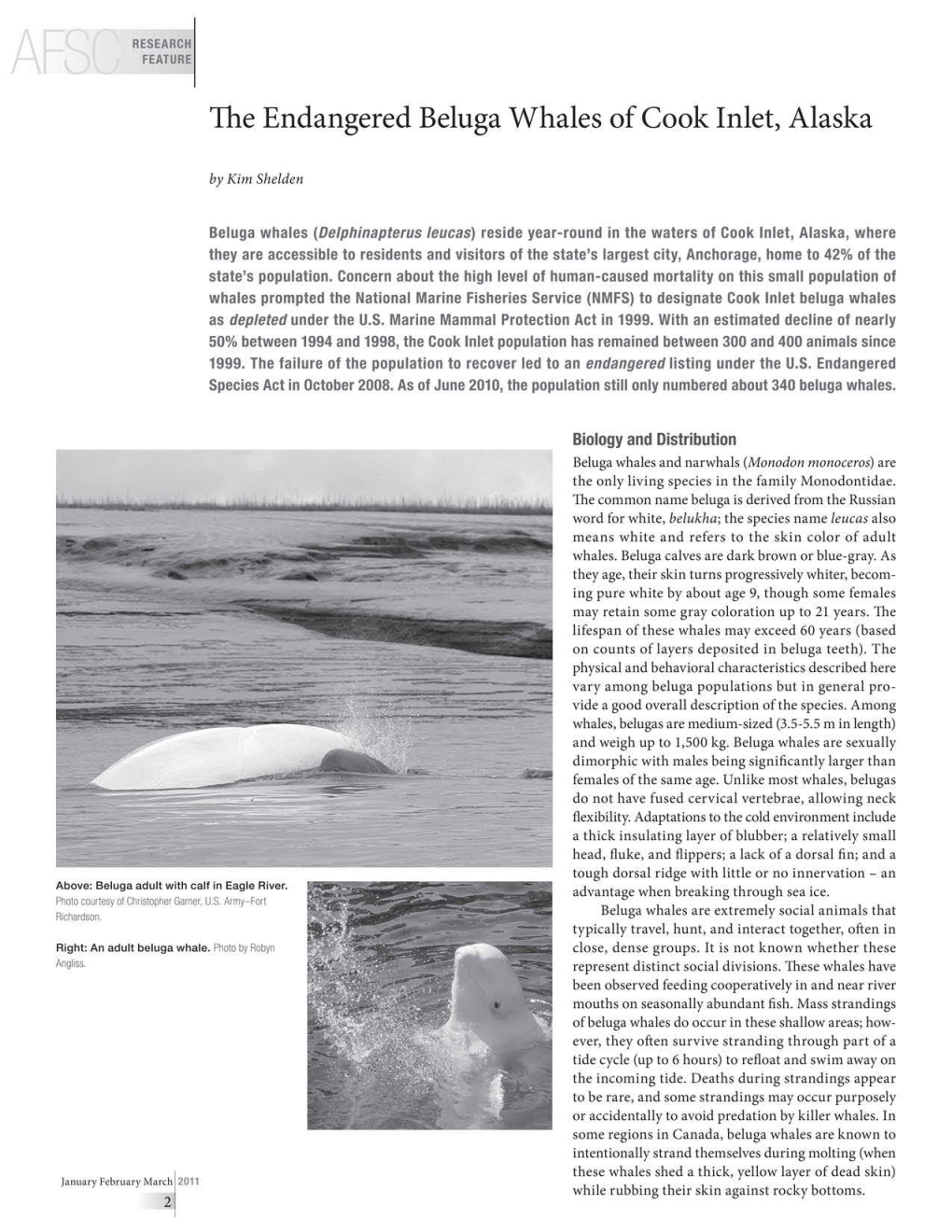 The Endangered Beluga Whales of Cook Inlet, Alaska