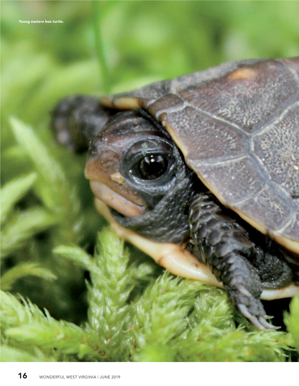 SHELL Shocked West Virginia’S Freshwater Turtles Are Declining, but There Are Simple Things You Can Do to Help Them Out