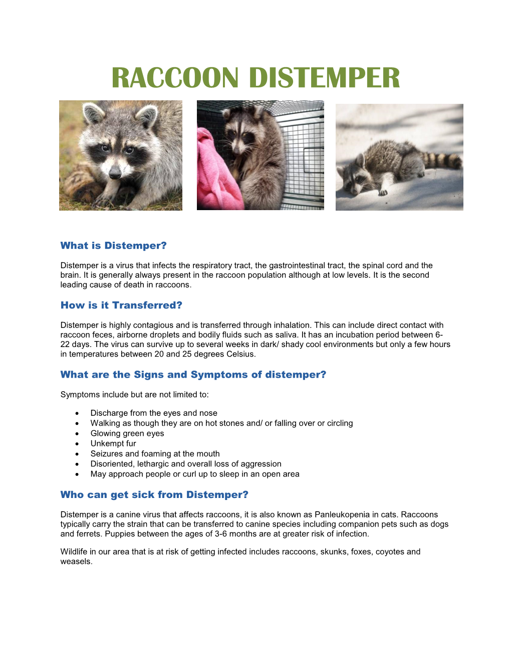 Raccoon Distemper