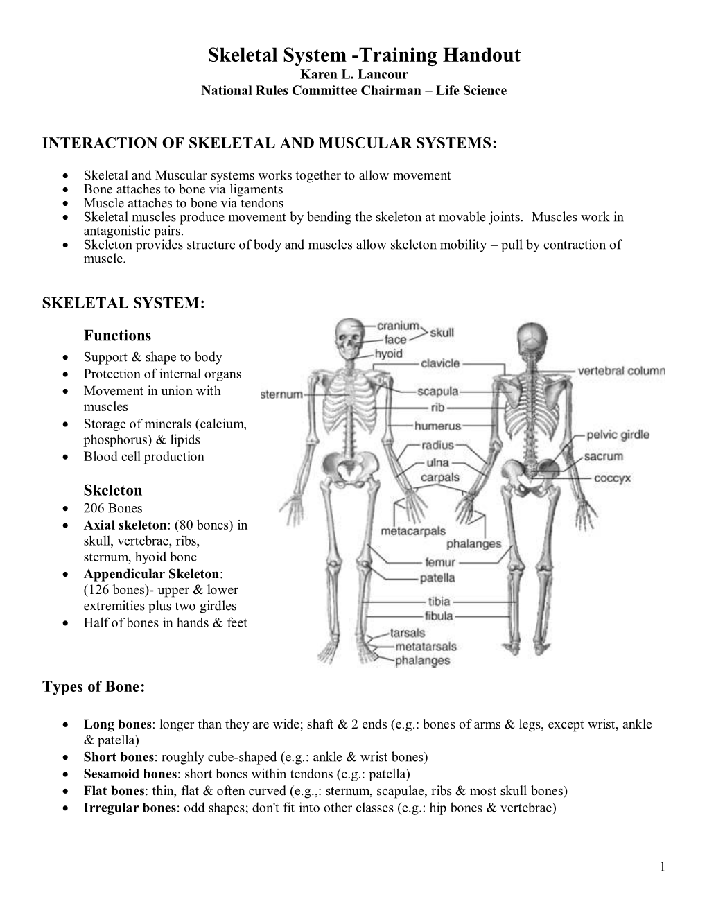 Skeletal System -Training Handout Karen L