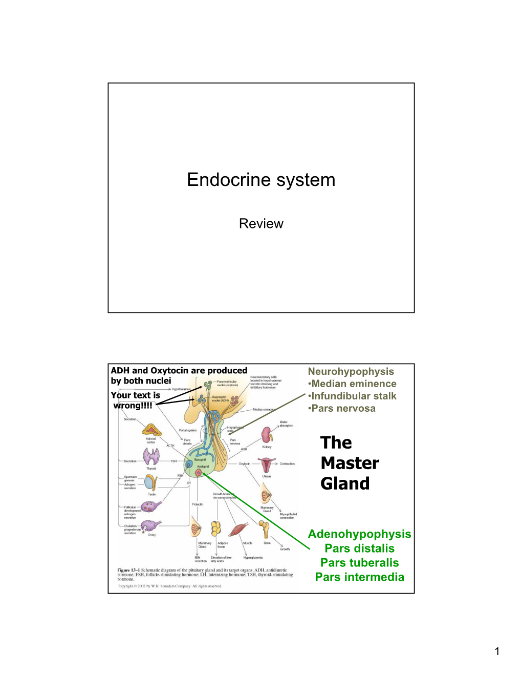 Endocrine System