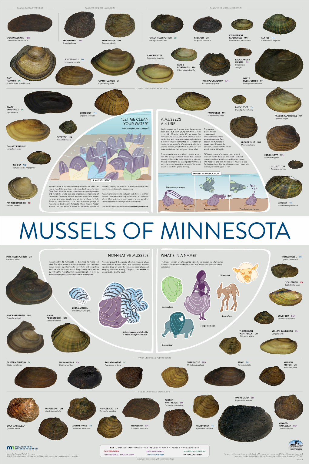 Mussels of Minnesota Poster