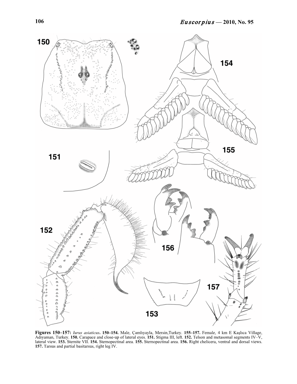 Euscorpius — 2010, No. 95