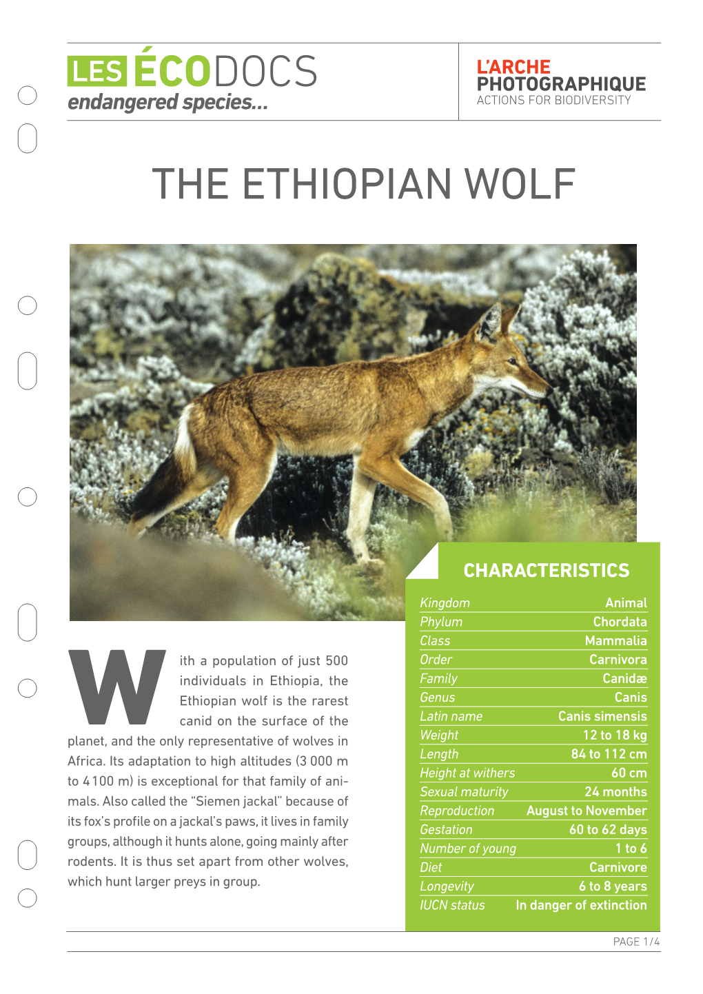 The Ethiopian Wolf