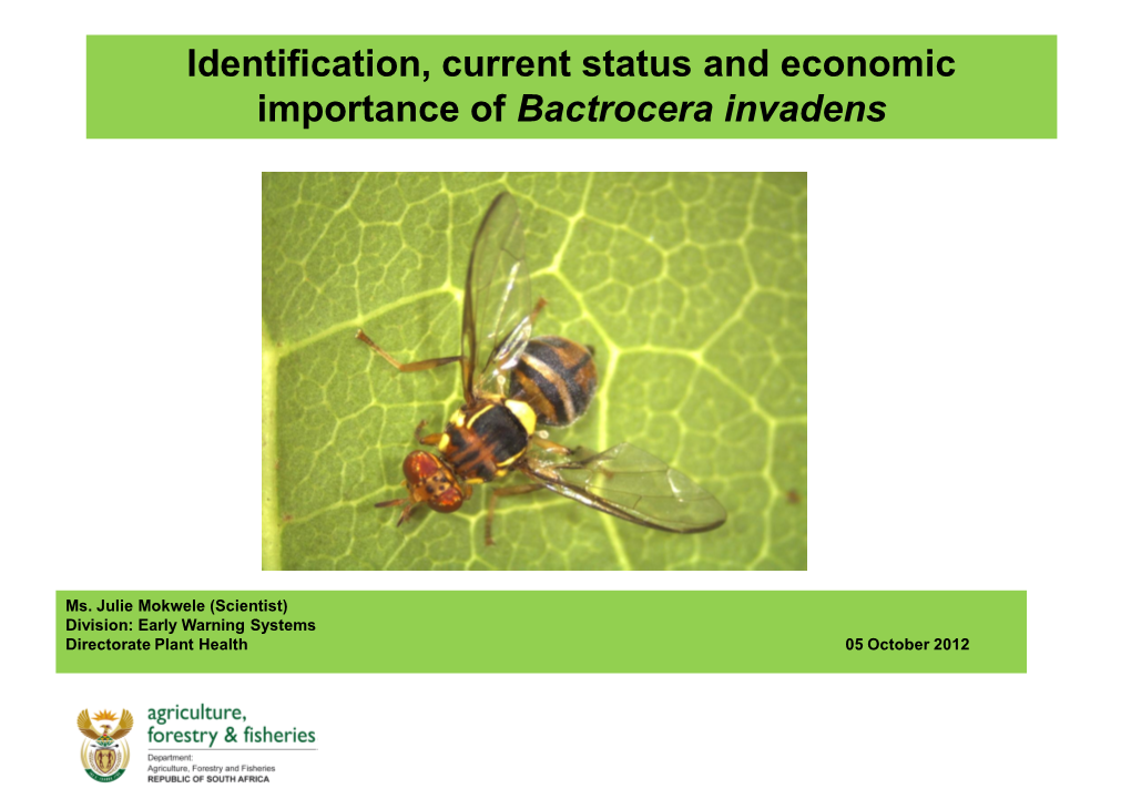 Identification, Current Status and Economic Importance of Bactrocera Invadens