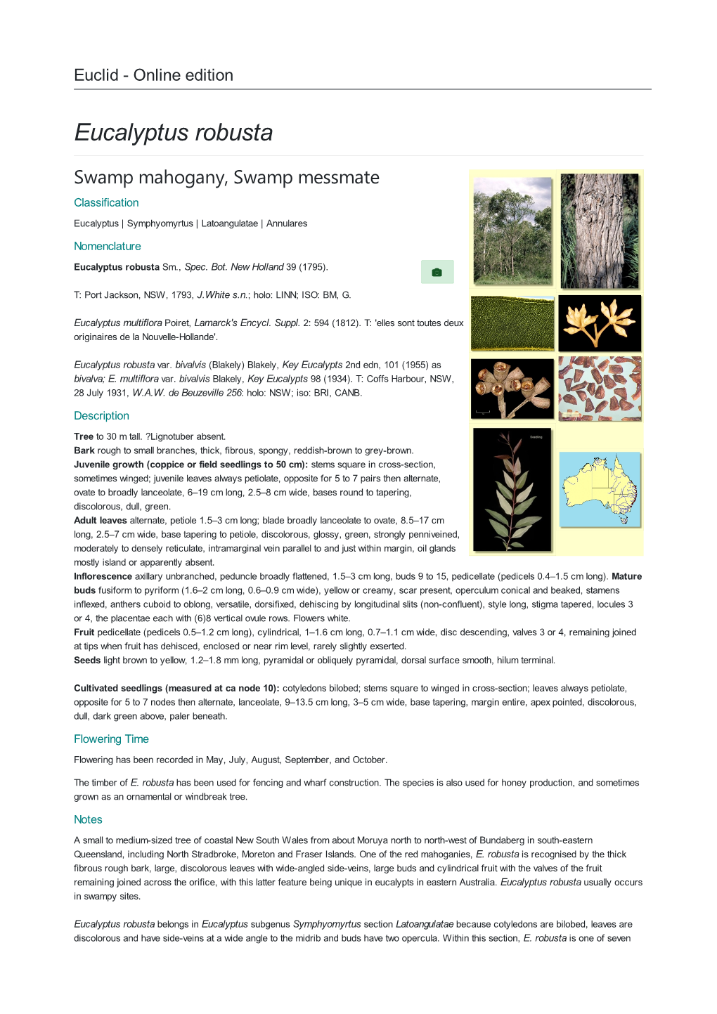 Eucalyptus Robusta Swamp Mahogany, Swamp Messmate Classification Eucalyptus | Symphyomyrtus | Latoangulatae | Annulares Nomenclature