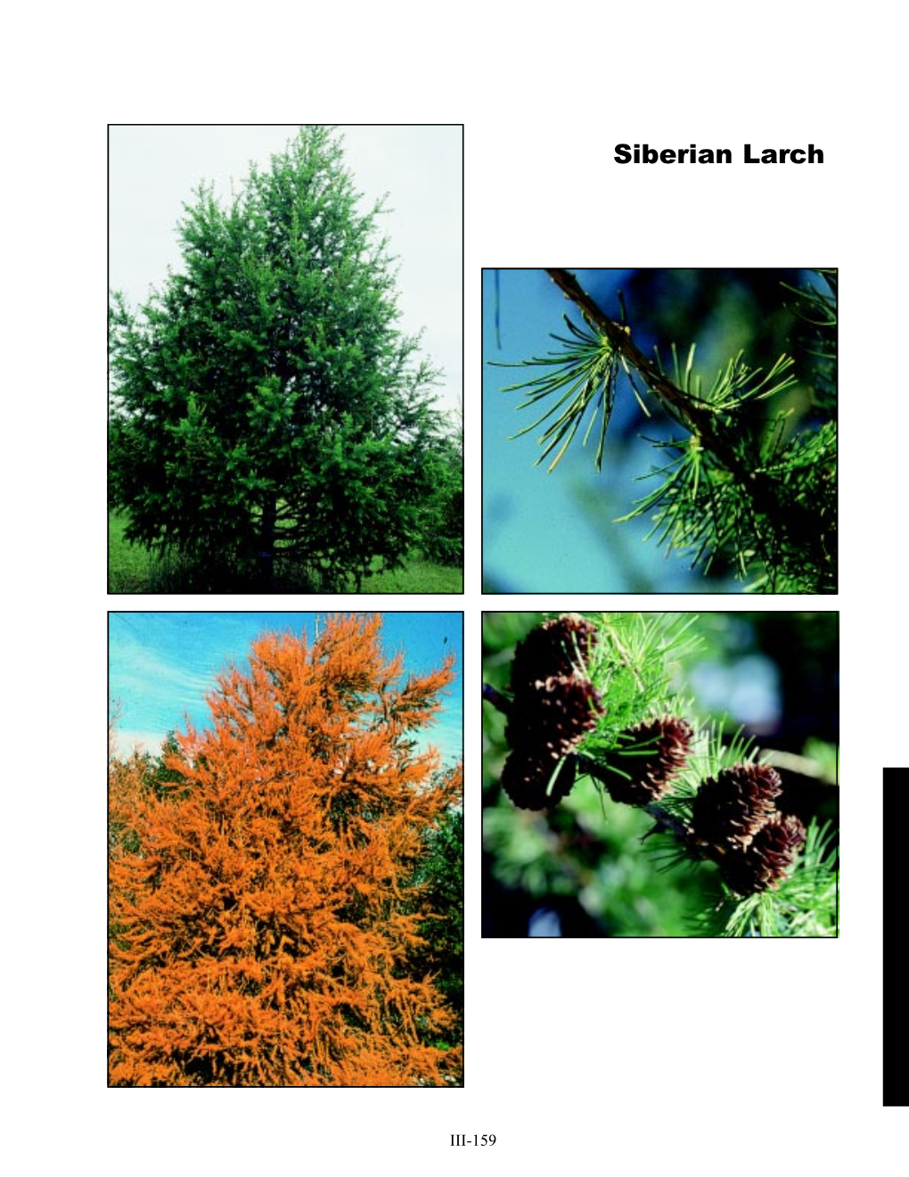 Siberian Larch