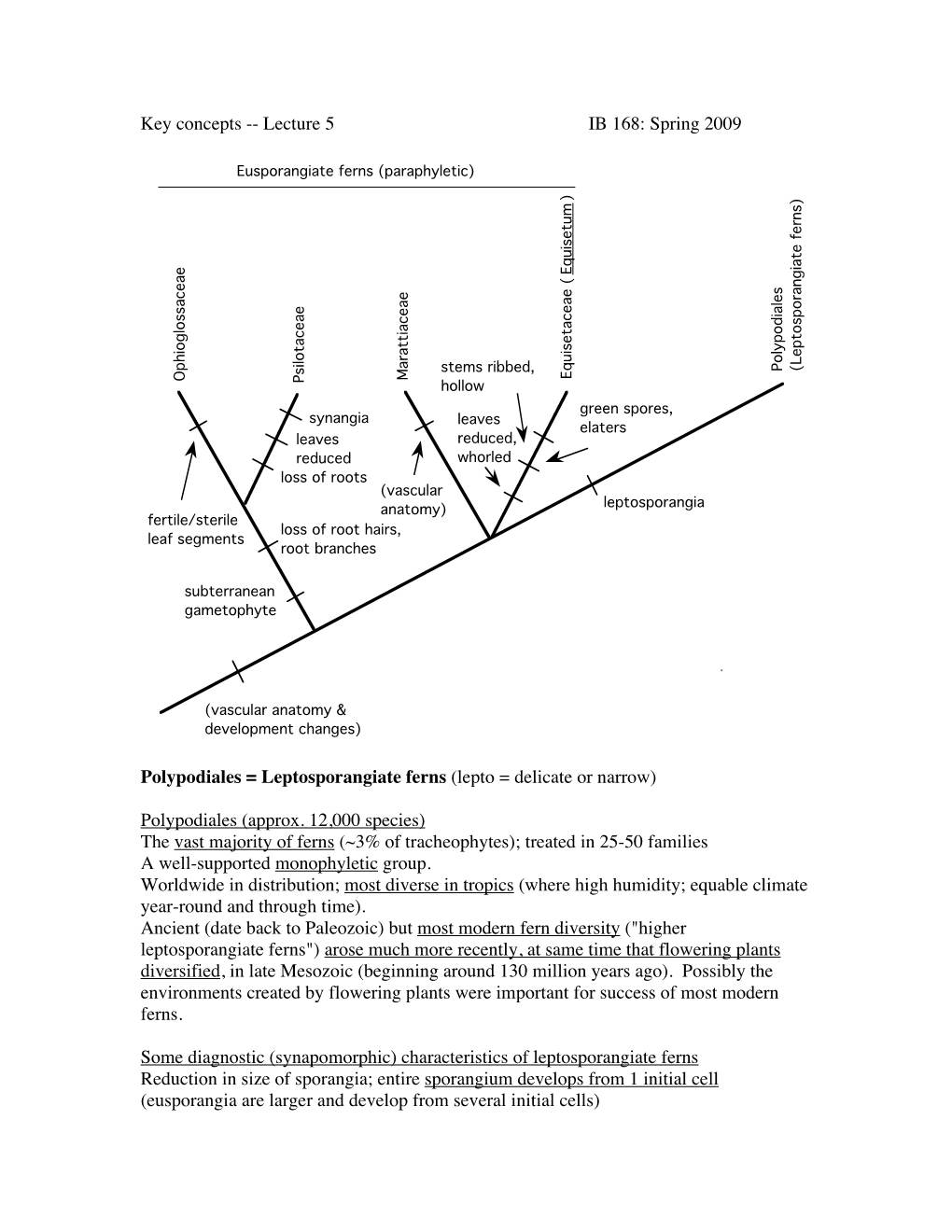 Key Concepts -- Lecture 5 IB 168: Spring 2009 Polypodiales