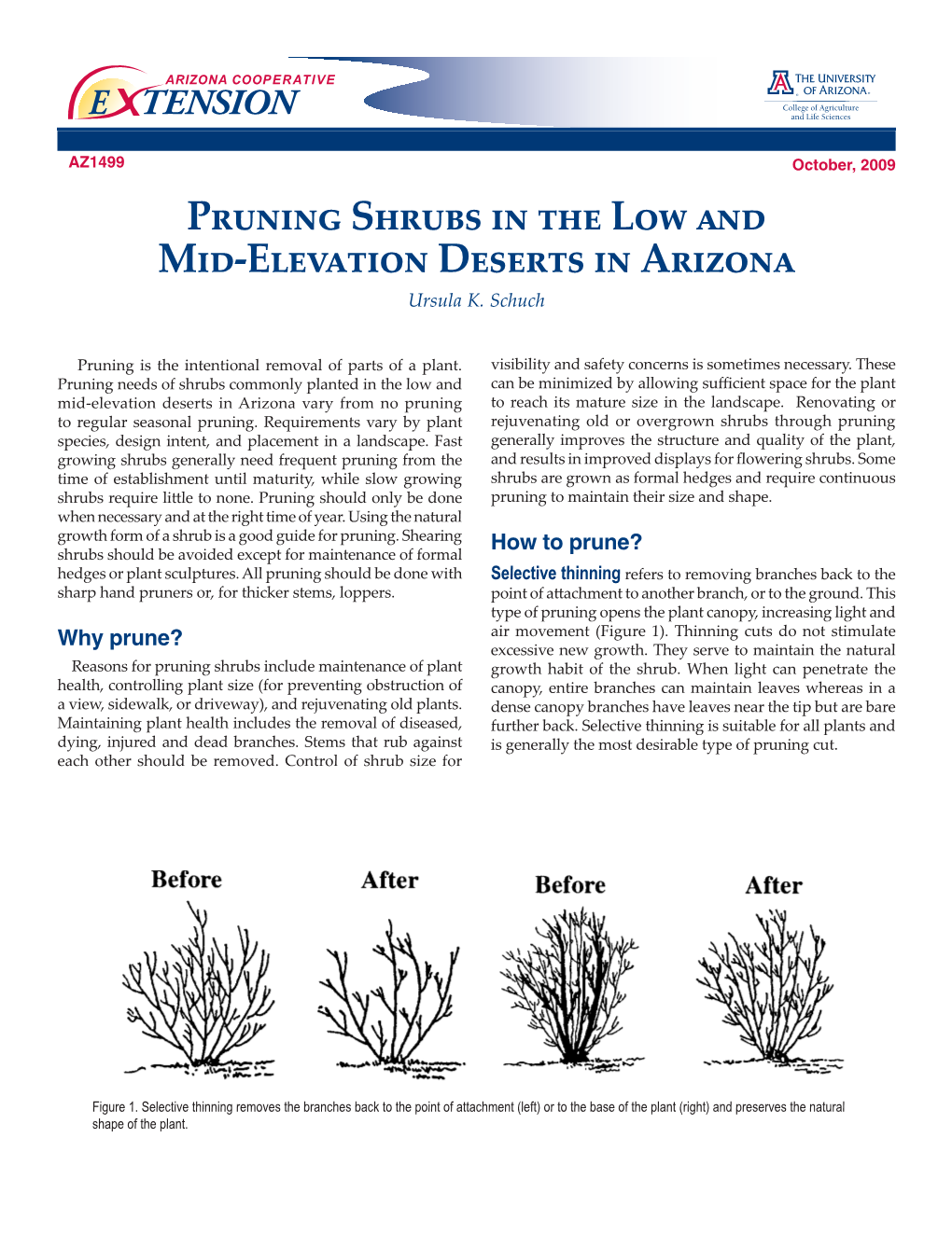 Pruning Shrubs in the Low and Mid-Elevation Deserts in Arizona Ursula K