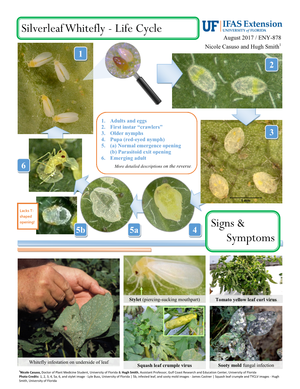 Signs & Symptoms Silverleaf Whitefly