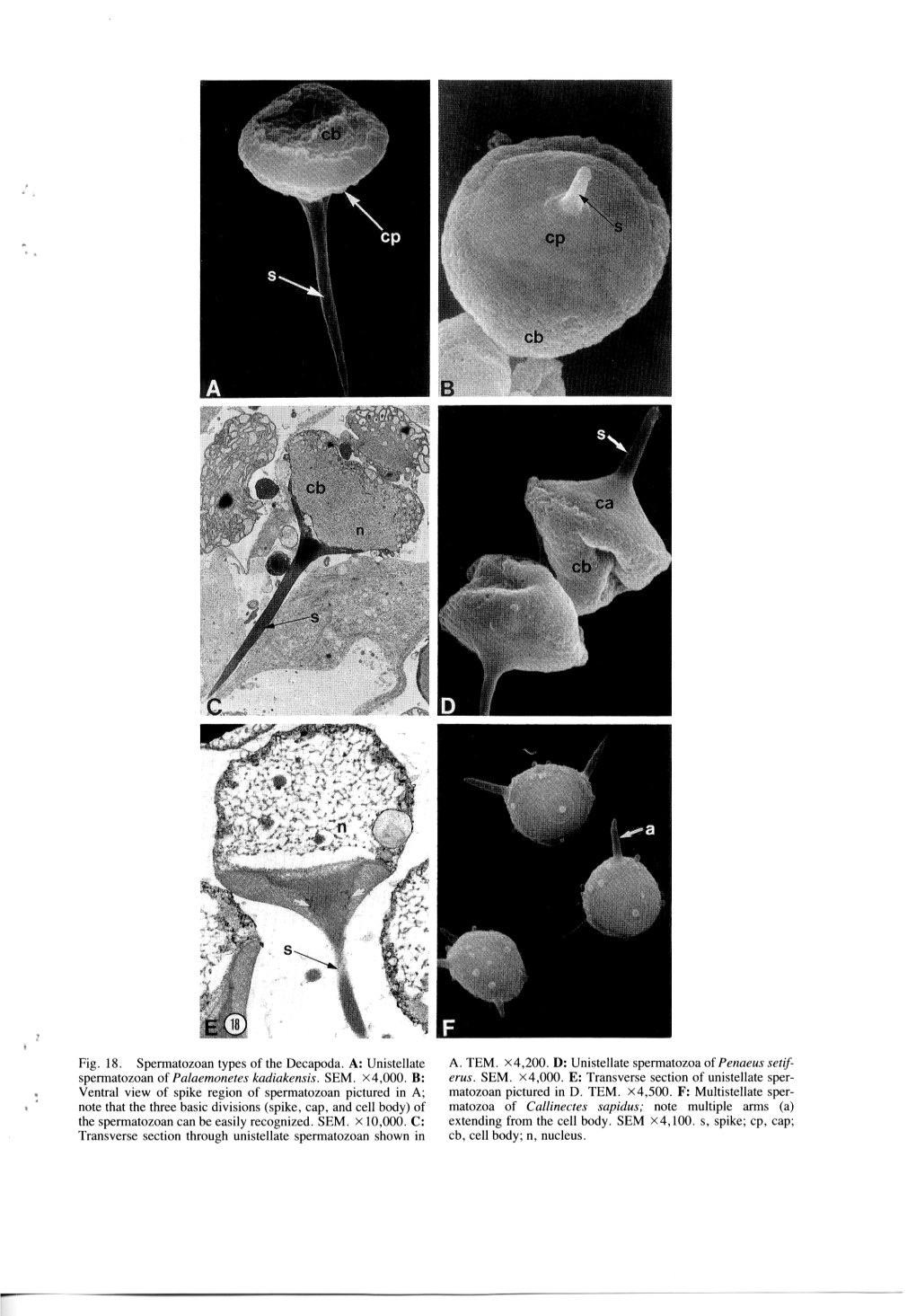 Fig. 18. Spermatozoan Types of the Decapoda. A: Unistellate A