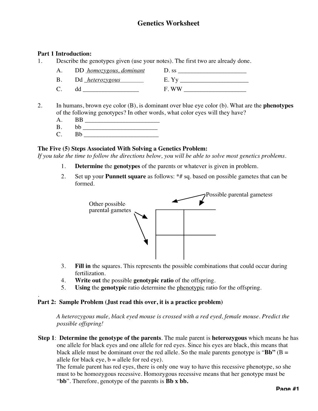 Genetics Worksheet