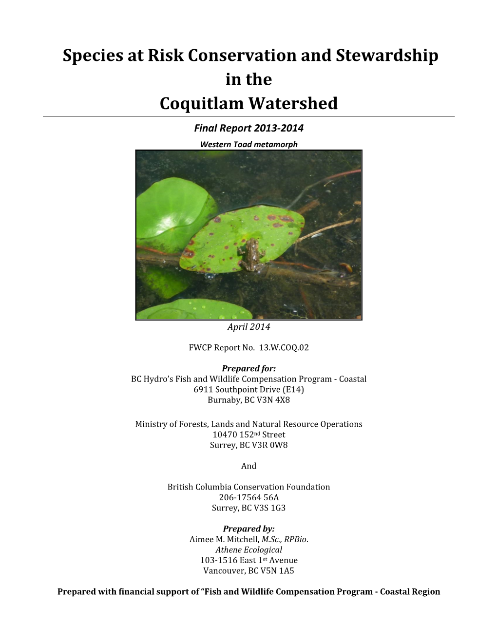 Species at Risk Conservation and Stewardship in the Coquitlam Watershed Final Report 2013-2014 Western Toad Metamorph