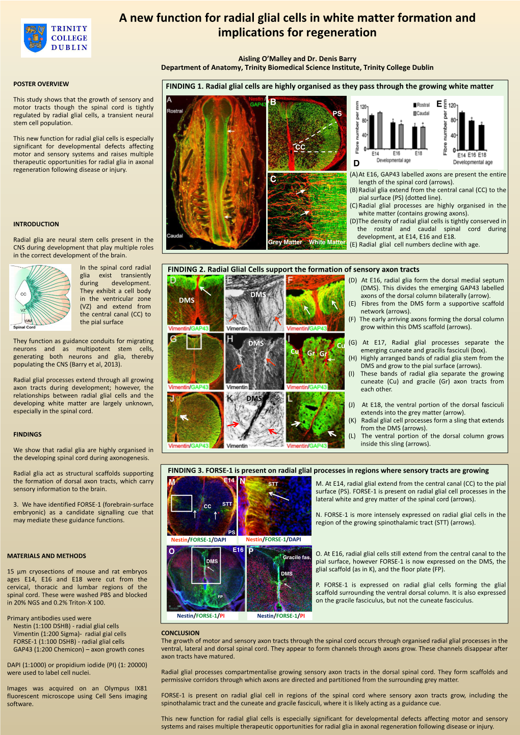 A New Function for Radial Glial Cells in White Matter Formation and Implications for Regeneration