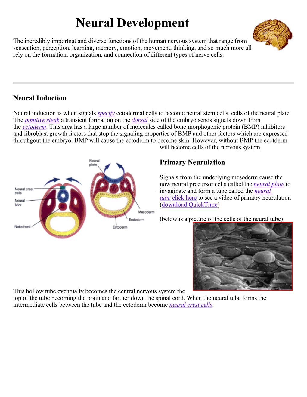 Neural Development