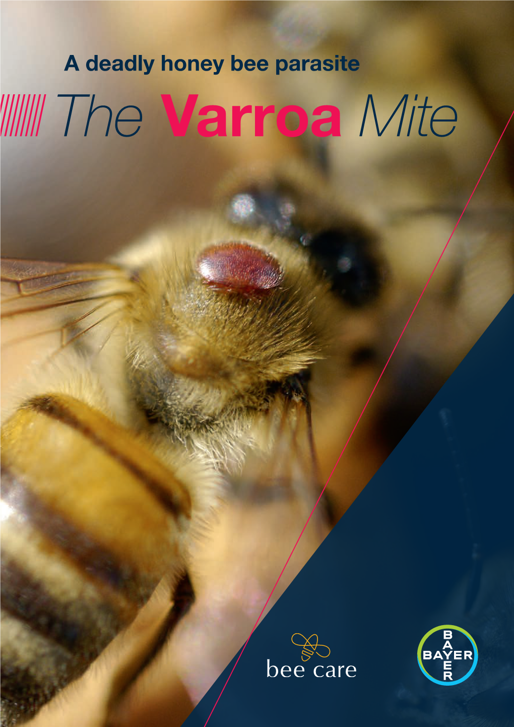 The Varroa Mite 2 the Varroa Mite INTRODUCTION 3