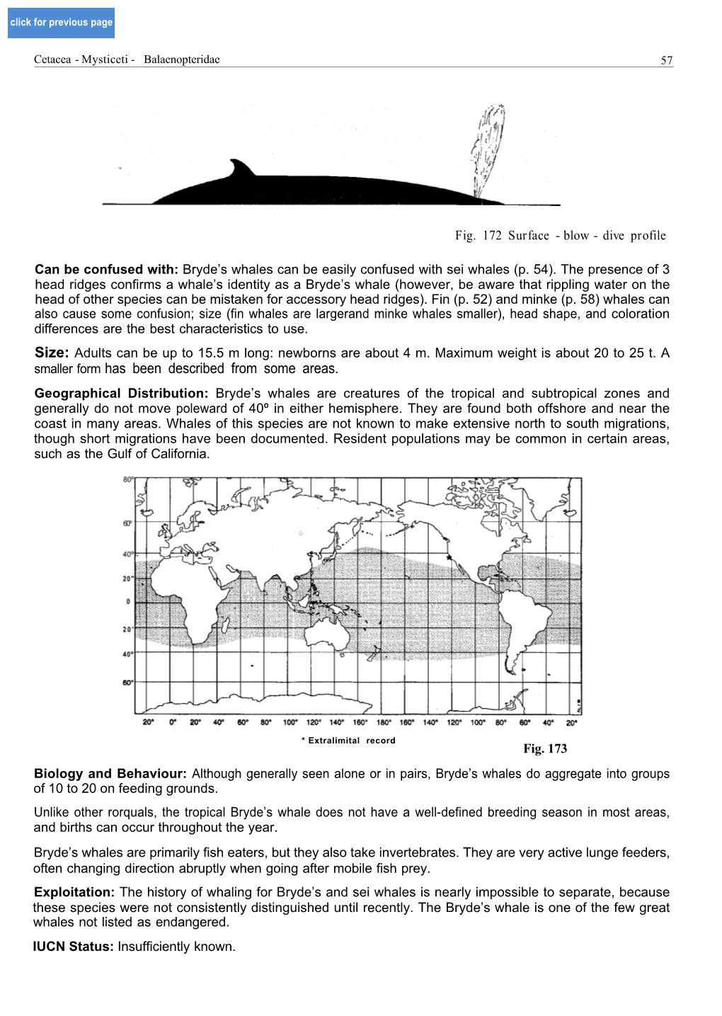 Balaenoptera Acutorostrata Lacepède, 1804 BALAEN Bal 1 MIW