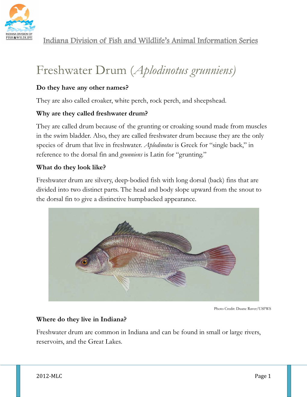 Freshwater Drum (Aplodinotus Grunniens)