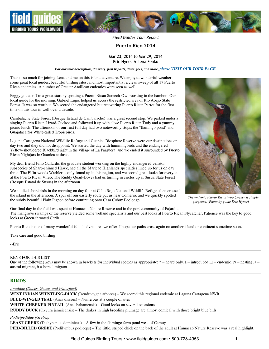 FIELD GUIDES BIRDING TOURS: Puerto Rico 2014