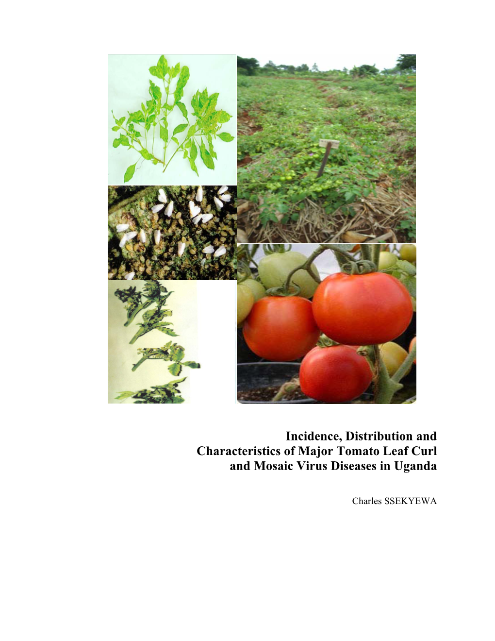 Incidence, Distribution and Characteristics of Major Tomato Leaf Curl and Mosaic Virus Diseases in Uganda