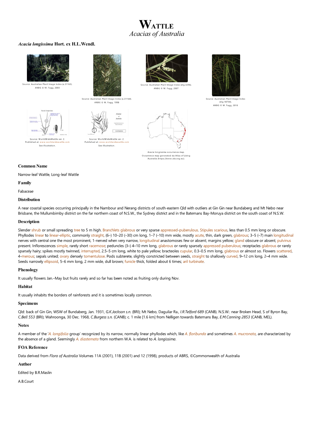 Acacia Longissima Hort