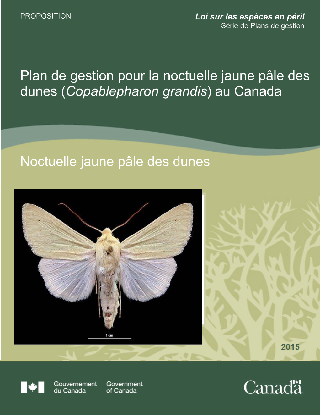 Noctuelle Jaune Pâle Des Dunes (Copablepharon Grandis) Au Canada