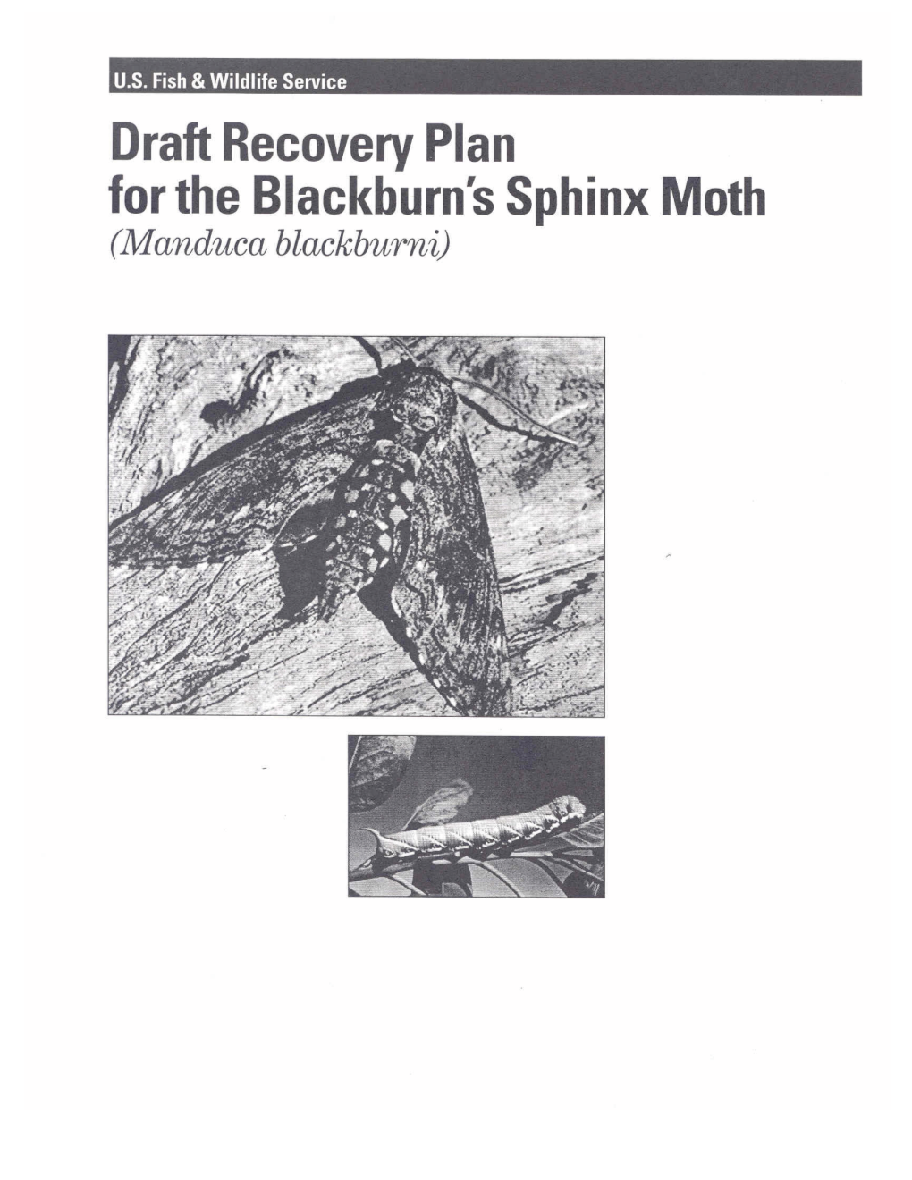 Recovery Plan for Blackburn's Sphinx Moth