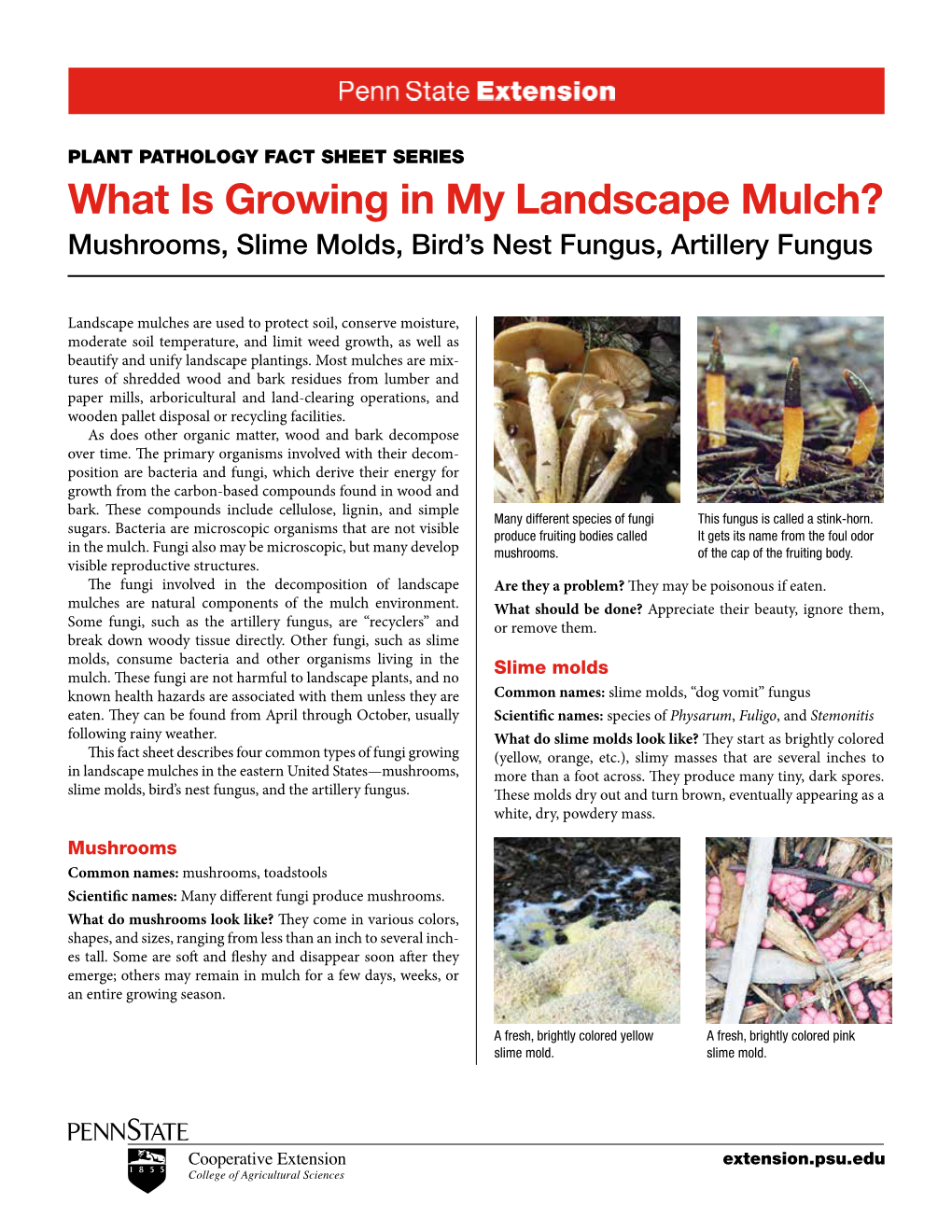 What Is Growing in My Landscape Mulch? Mushrooms, Slime Molds, Bird’S Nest Fungus, Artillery Fungus