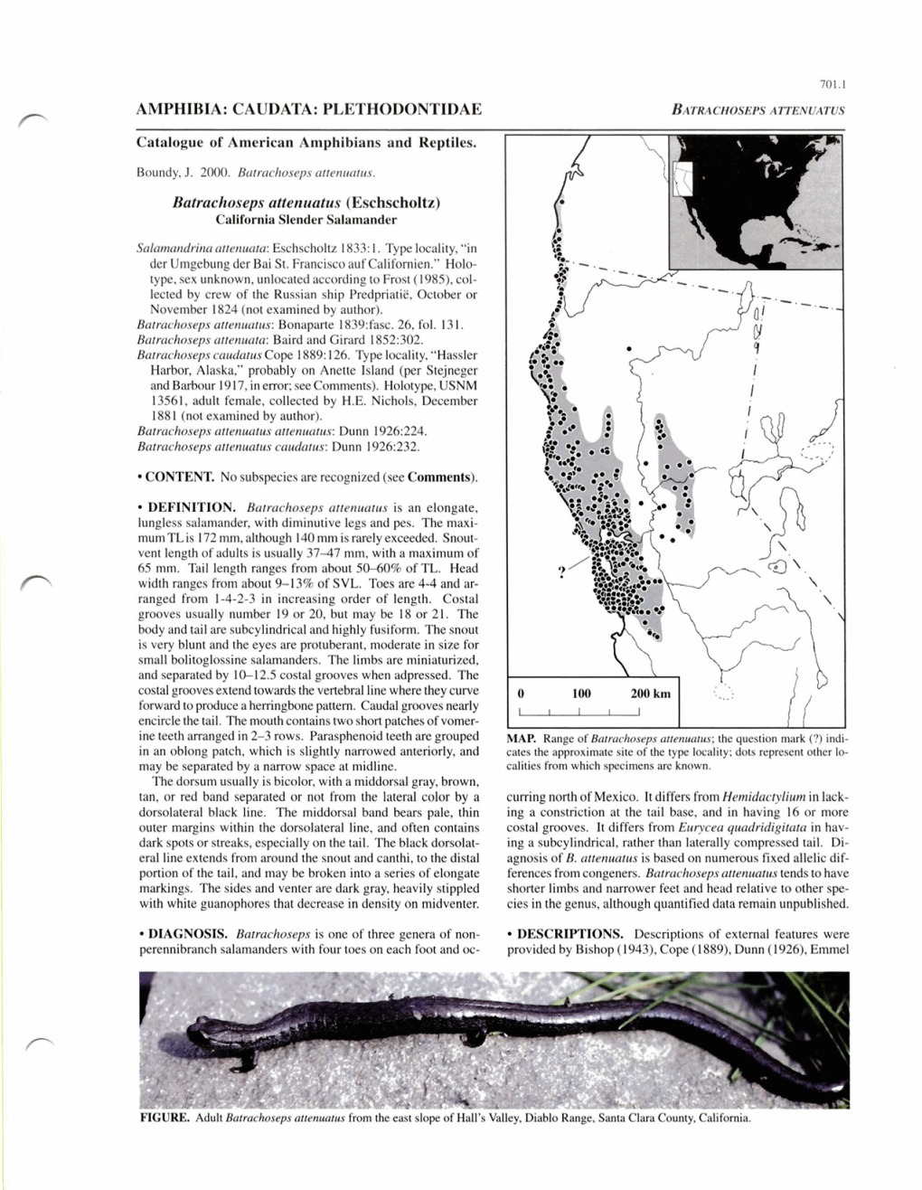 PLETHODONTIDAE Batrachoseps Attenuatus (Eschscholtz)