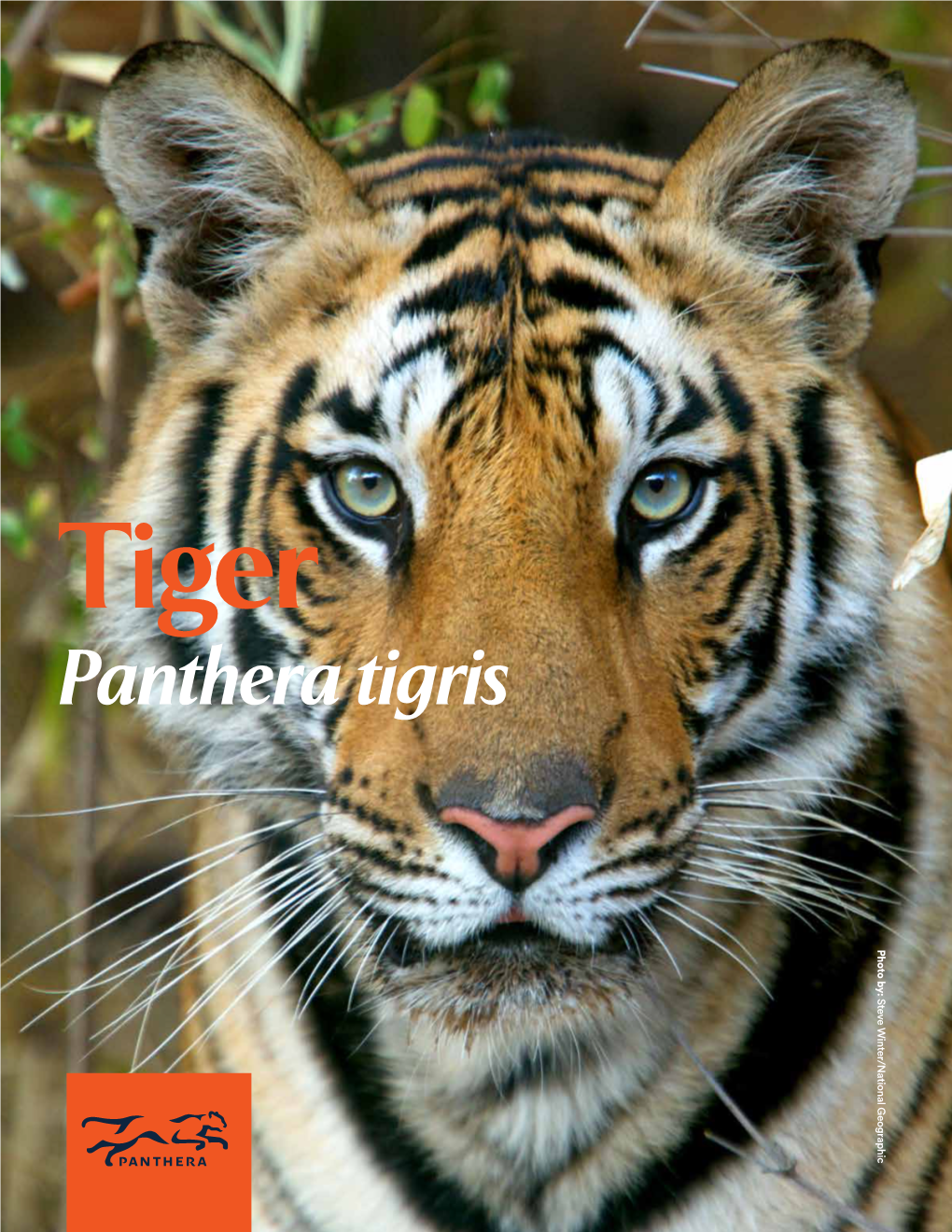 Panthera Tigris Photo By