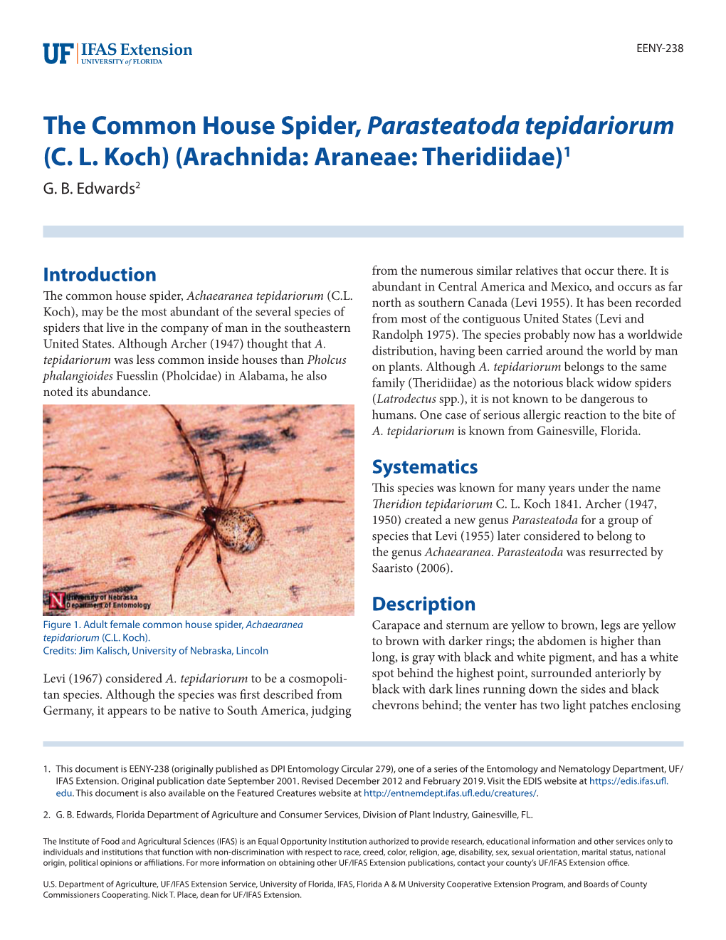 The Common House Spider, Parasteatoda Tepidariorum (C