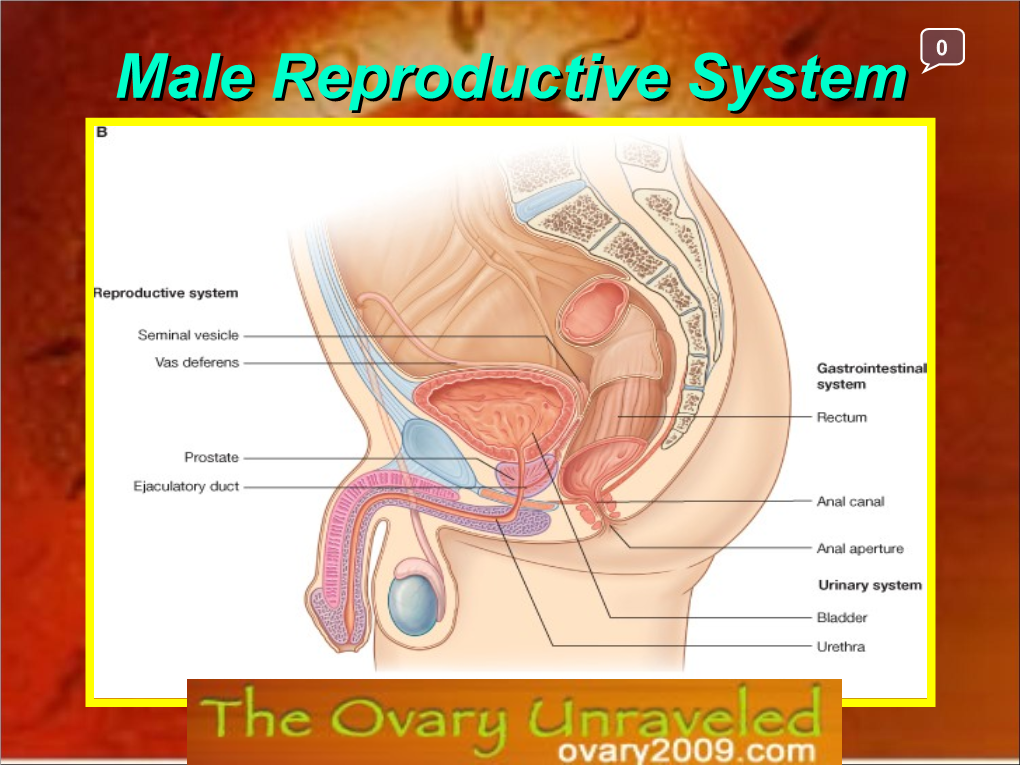 Male Reproductive System