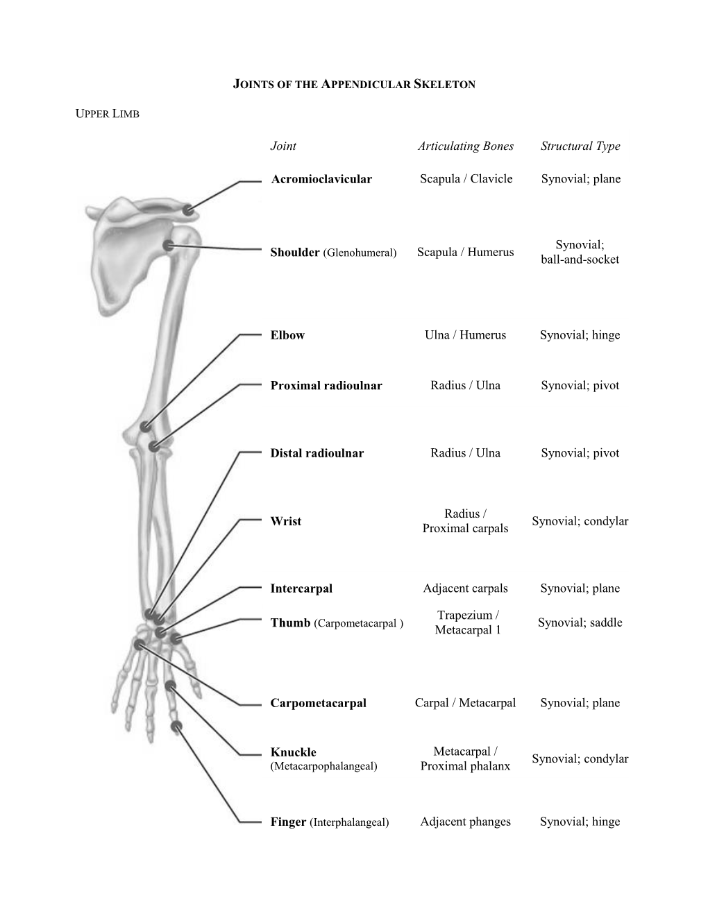 Plane Scapula / Humerus Synovial; Ball