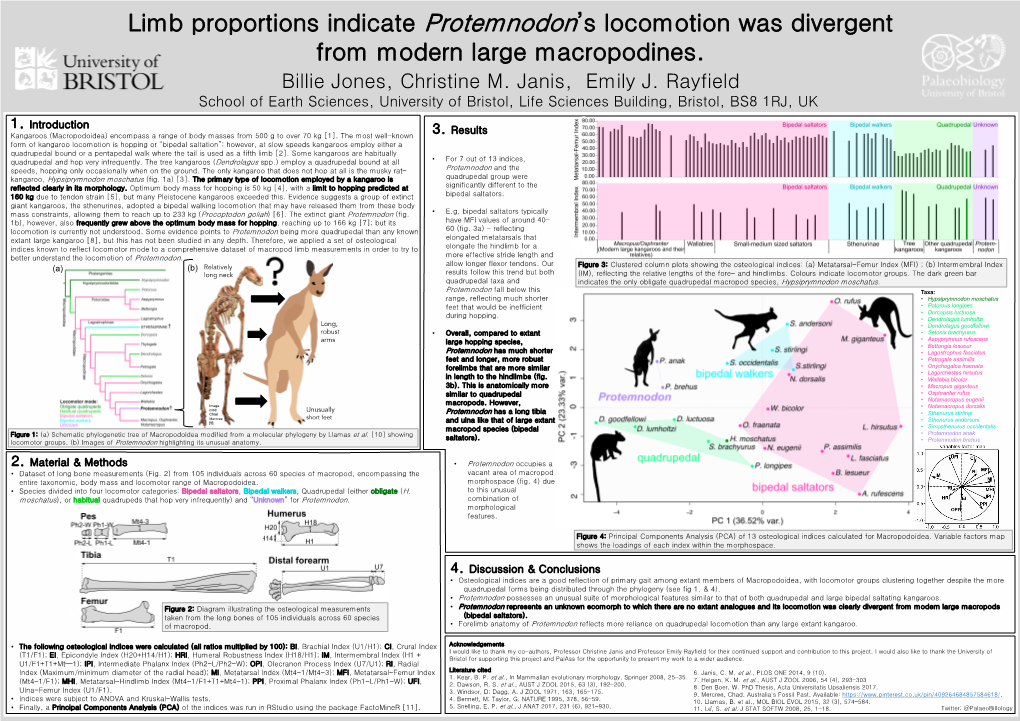 Limb Proportions Indicate Protemnodon's Locomotion Was