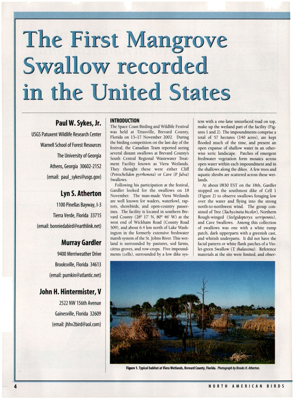 The First Mangrove Swallow Recorded in the United States