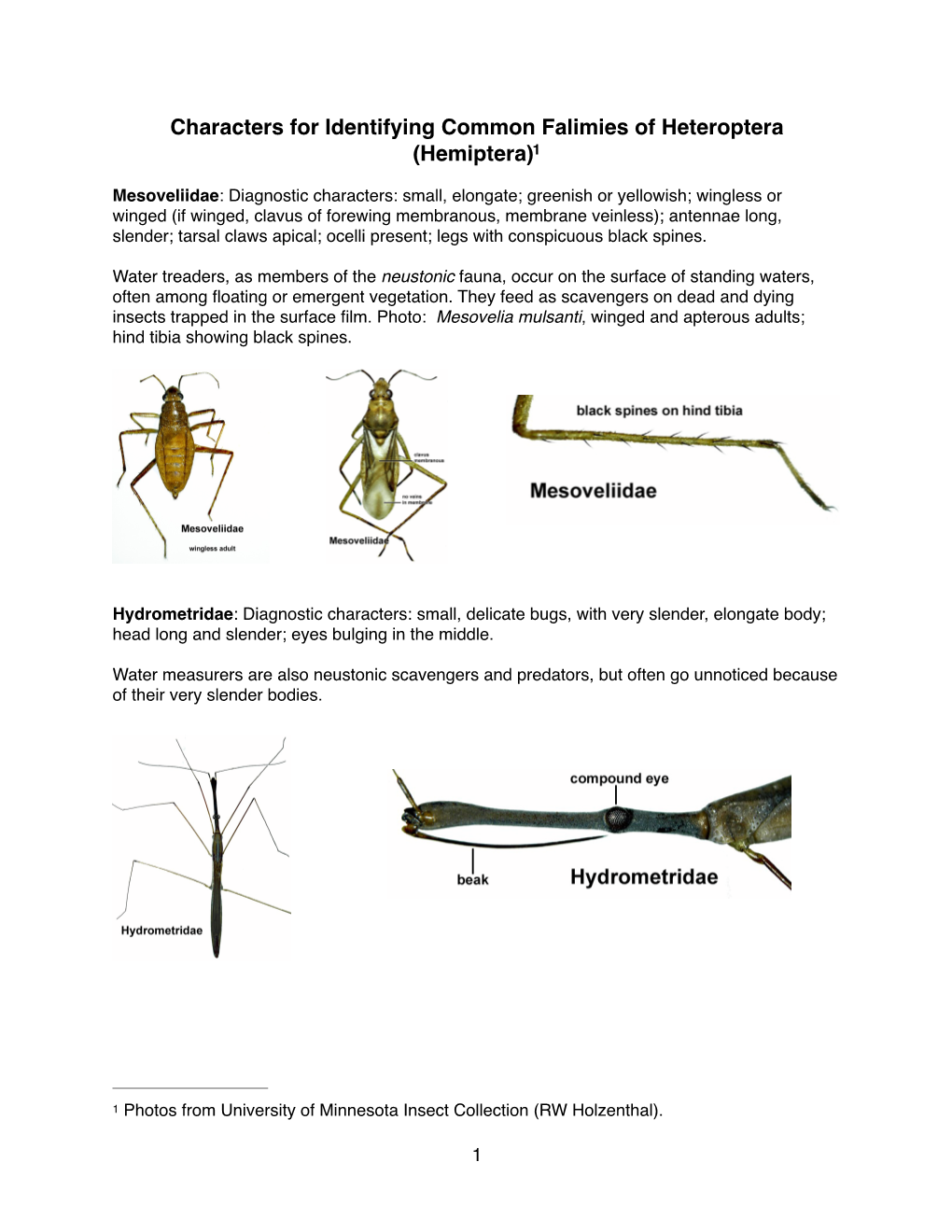 Characters for Identifying Common Falimies of Heteroptera (Hemiptera)1