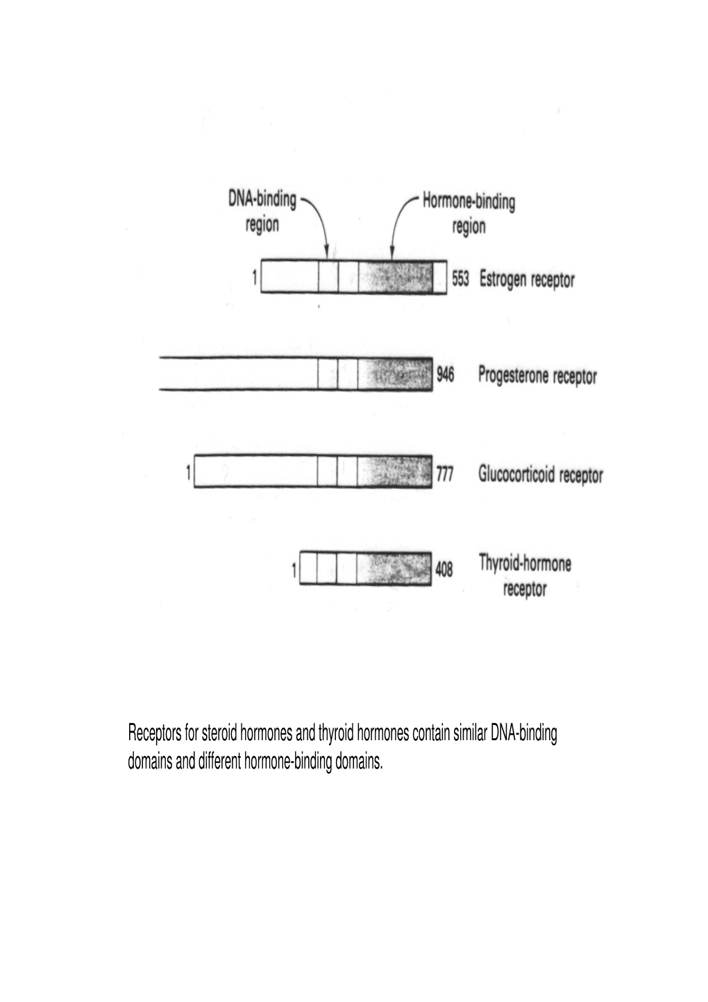 Receptors for Steroid Hormones and Thyroid Hormones Contain Similar DNA-Binding Domains and Different Hormone-Binding Domains