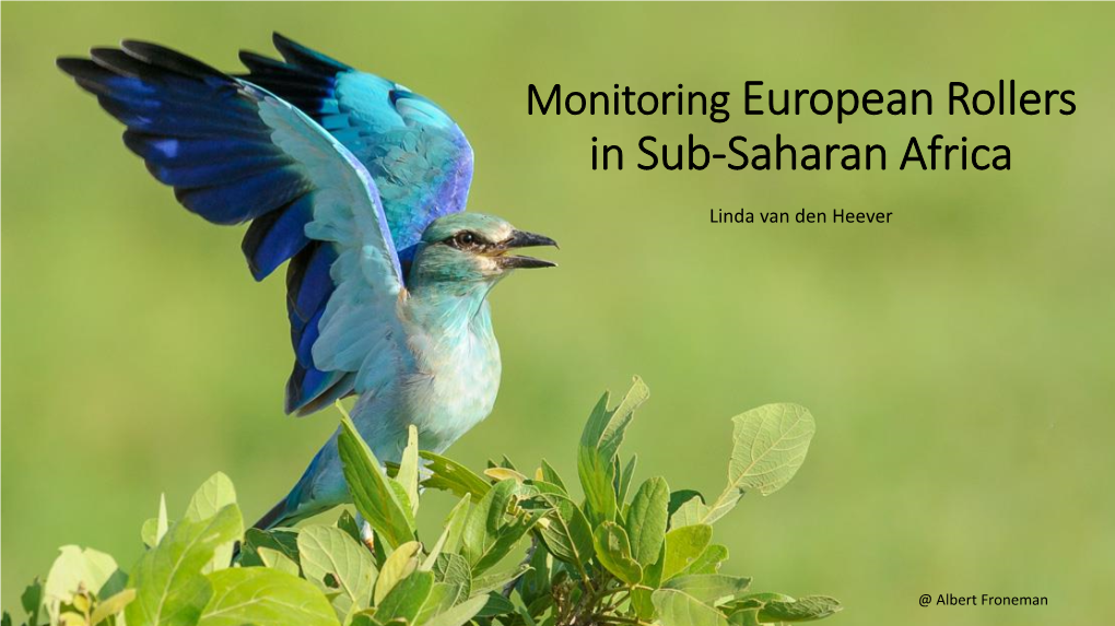 Monitoring European Rollers in Sub Saharan