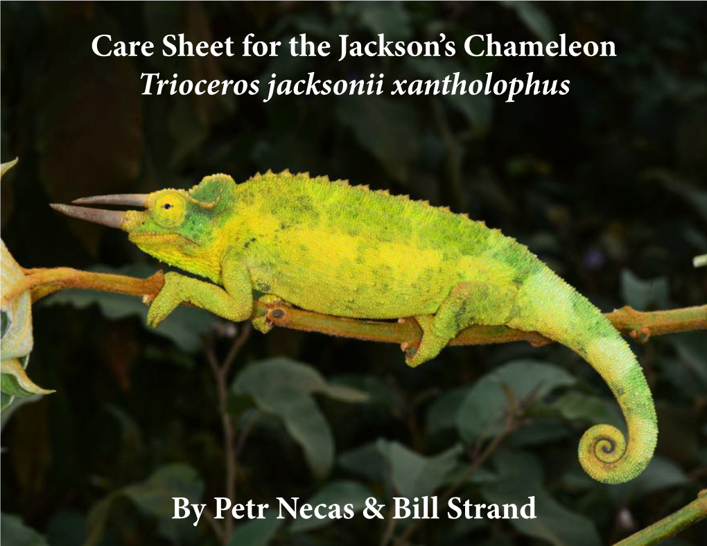 Care Sheet for the Jackson's Chameleon Trioceros Jacksonii