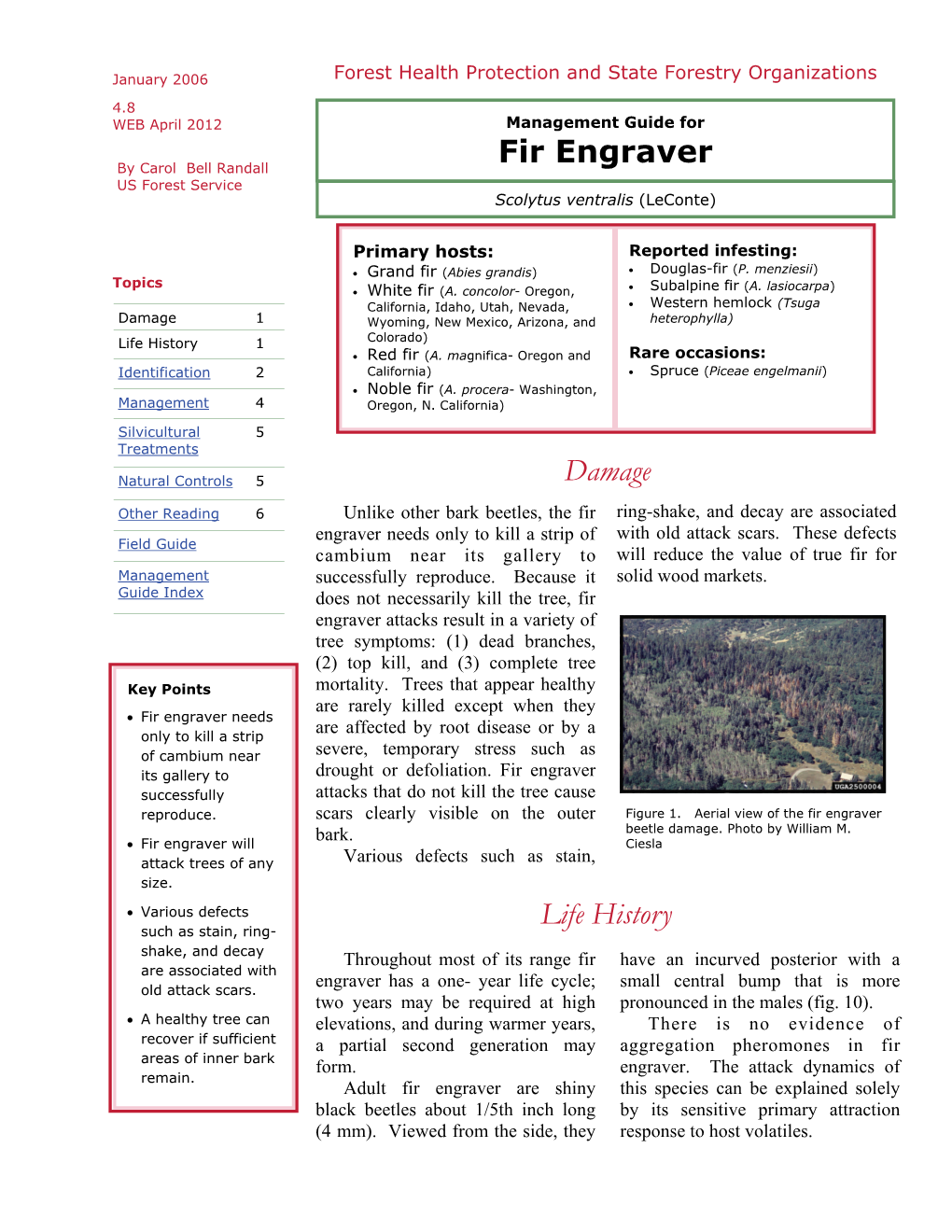 Fir Engraver Damage Life History