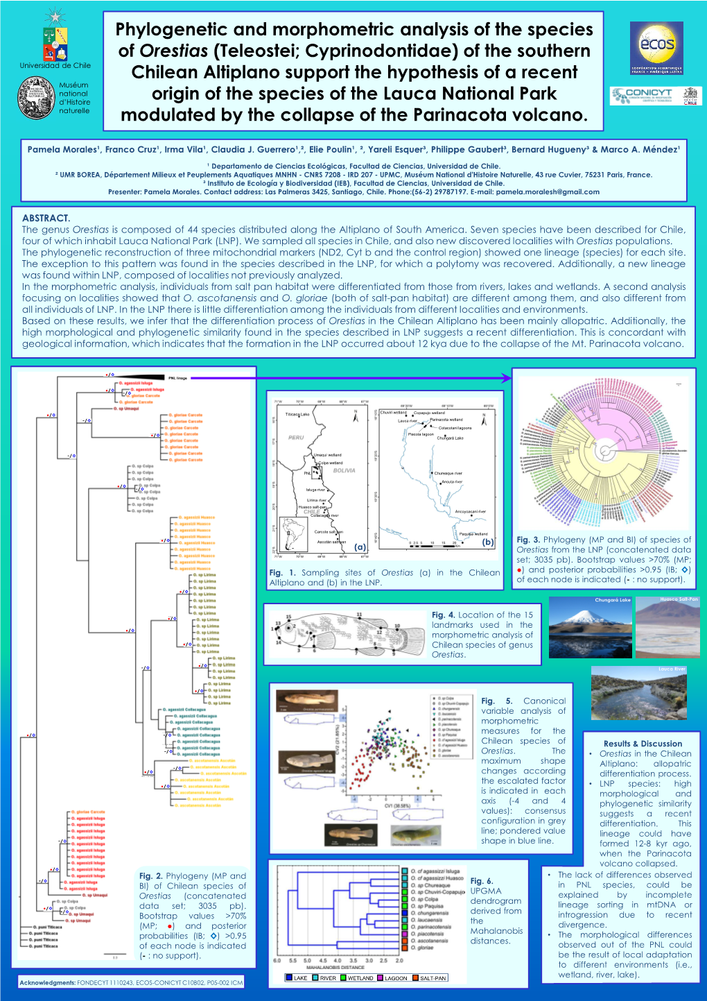 Phylogenetic and Morphometric Analysis of The