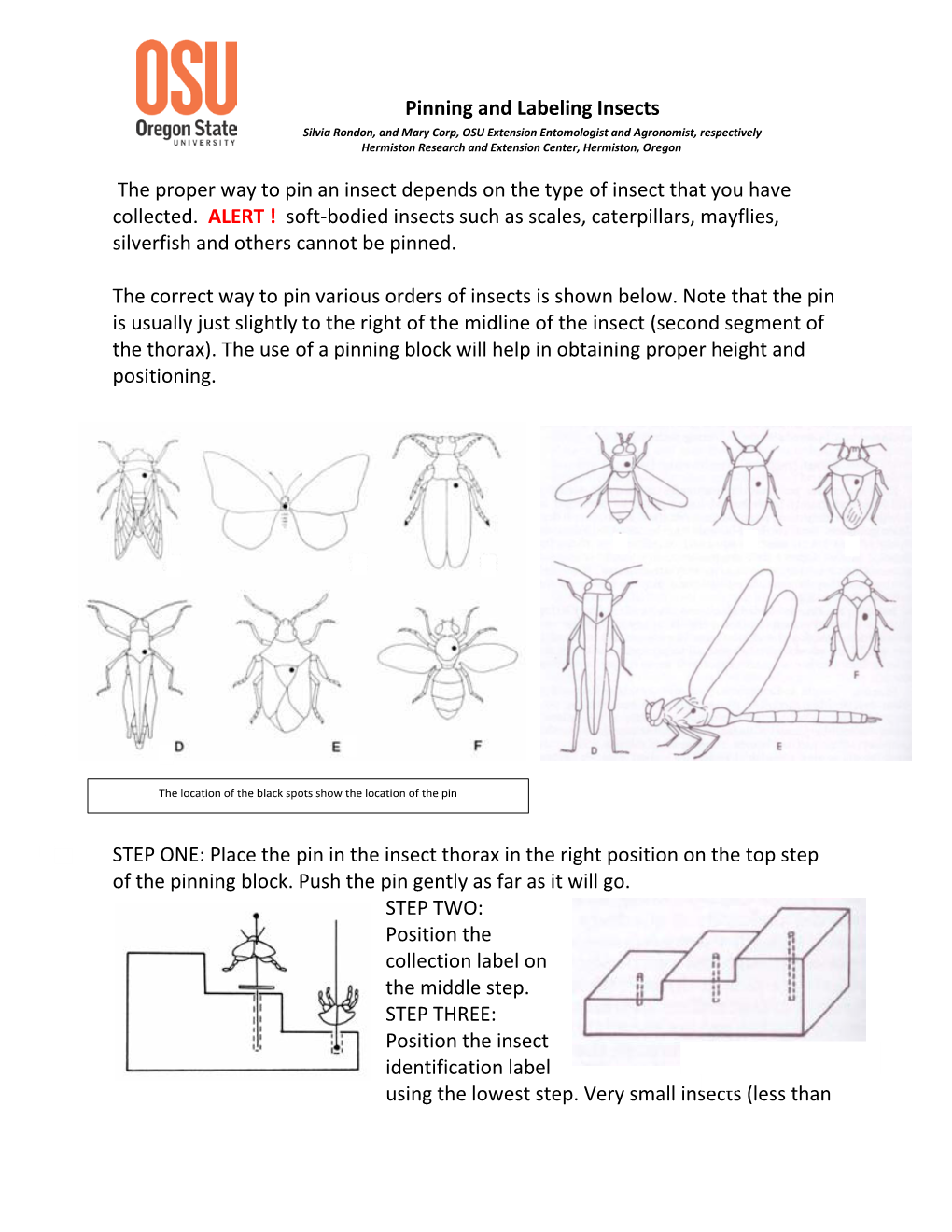 Pinning and Labeling Insects