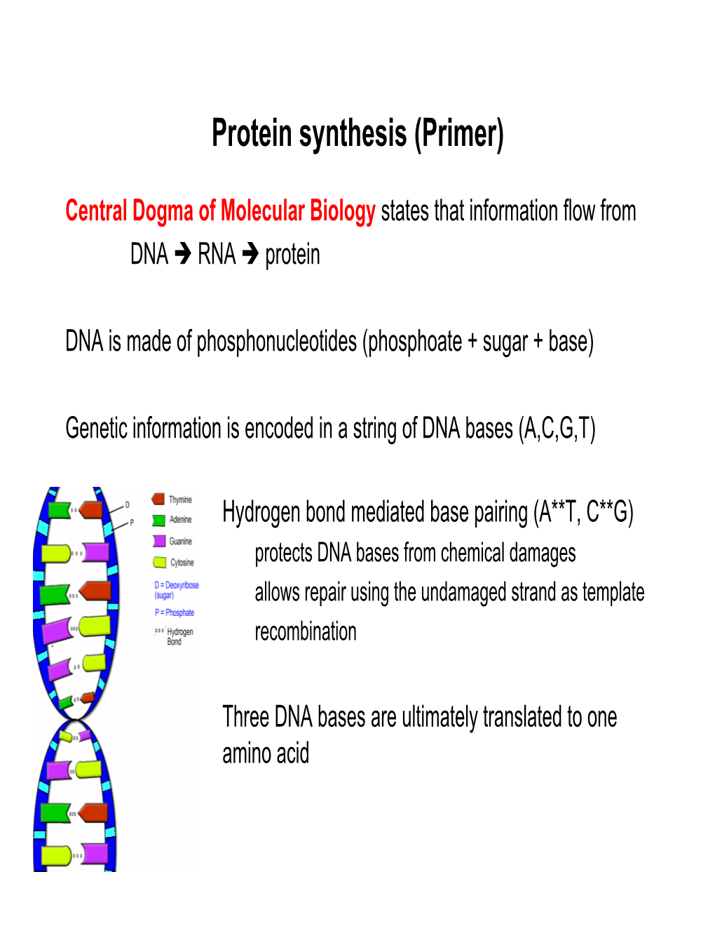 Protein Synthesis (Primer)