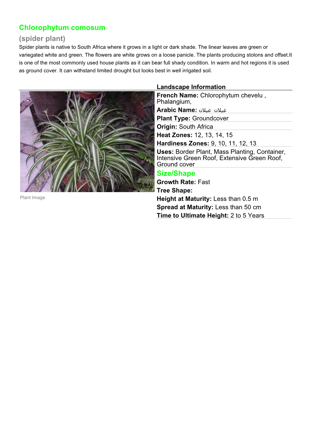 Chlorophytum Comosum (Spider Plant) Spider Plants Is Native to South Africa Where It Grows in a Light Or Dark Shade